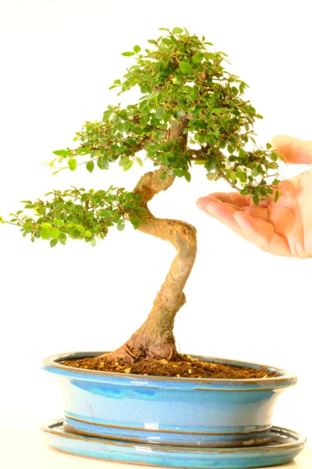 Showing the twists and awesome nabs of this bonsai