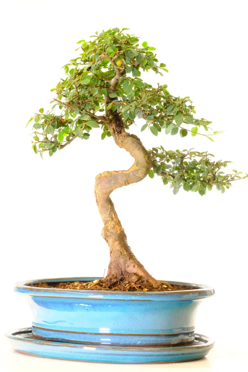 Specimen Chinese Elm bonsai for sale with free delivery available
