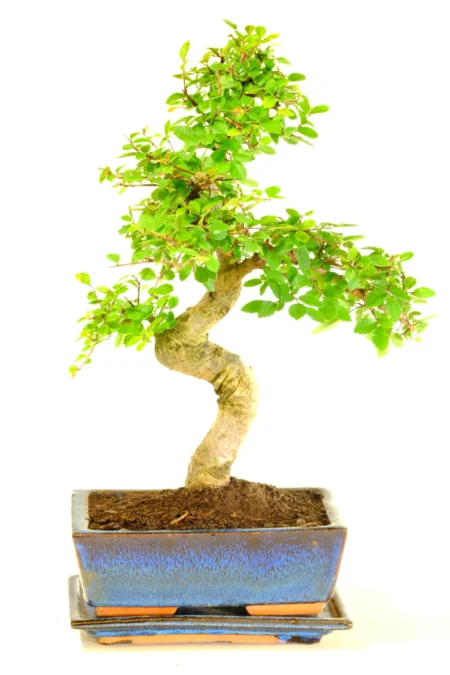 Unique Chinese Elm Bonsai Tree – 15-Year-Old Premium in Navy Blue Pot