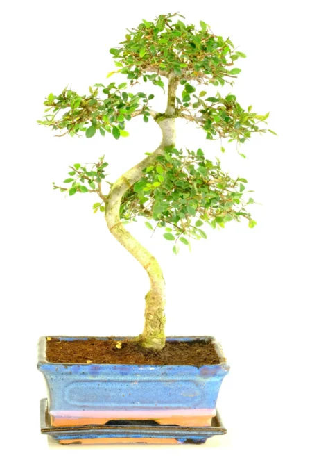 Premium Indoor Chines Elm Bonsai Favourite with Natural Flow & Lime-Green New Growth | Exact tree photographed