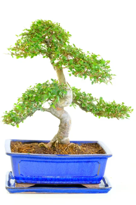 Incredible Chinese Elm Bonsai Tree | Neat, Commanding Presence & Impressive Stature