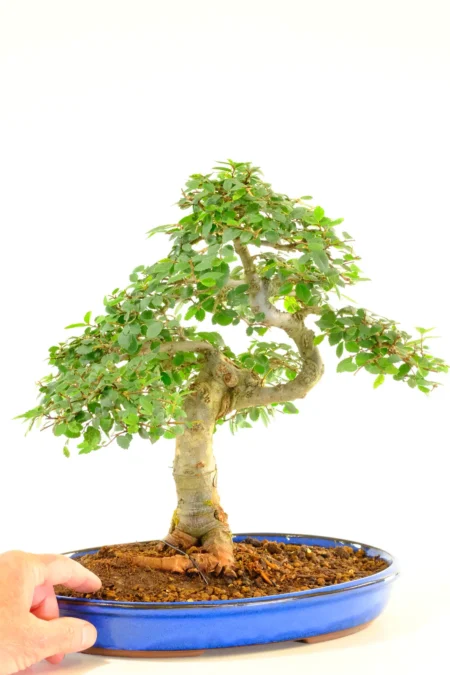 Top quality beginners indoor bonsai in shallow royal blue ceramic pot