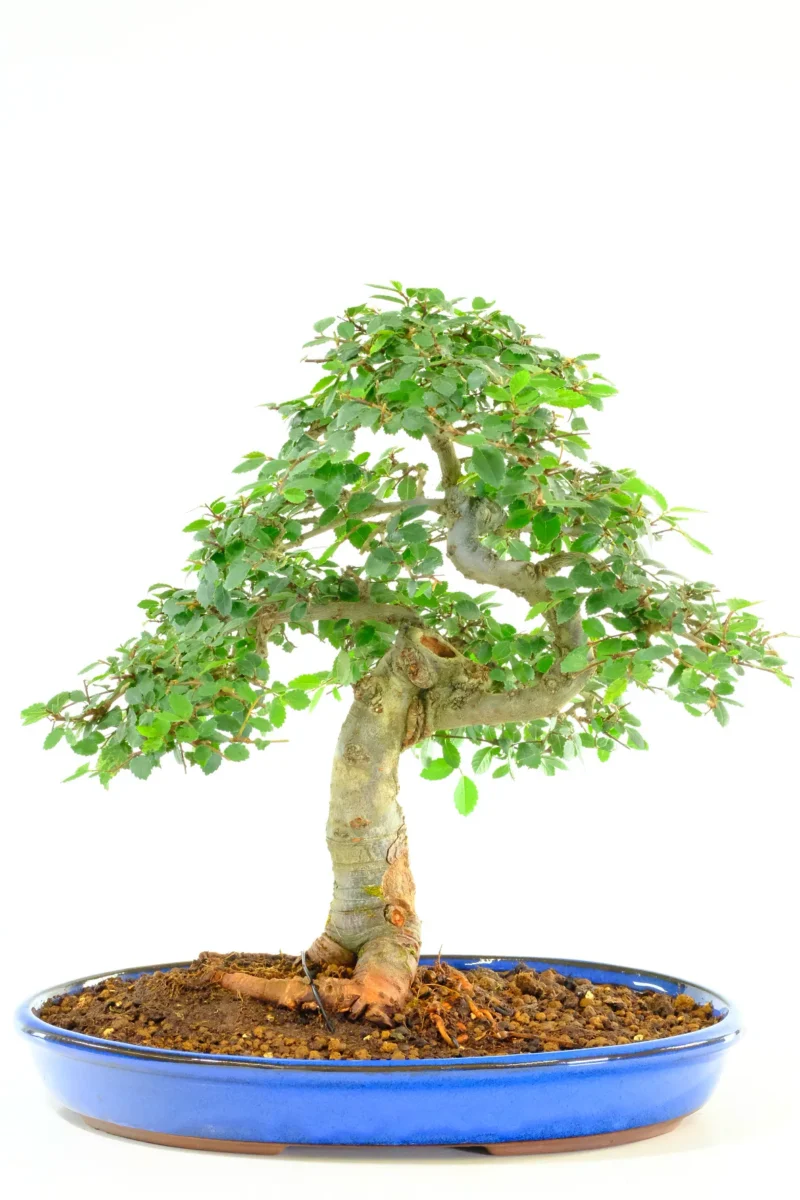 Extraordinary 20-Year-Old Chinese Elm Bonsai Specimen. Incredible Nebari, Ancient Character and Beautiful Miniature Design - Arguably the best beginners bonsai tree!