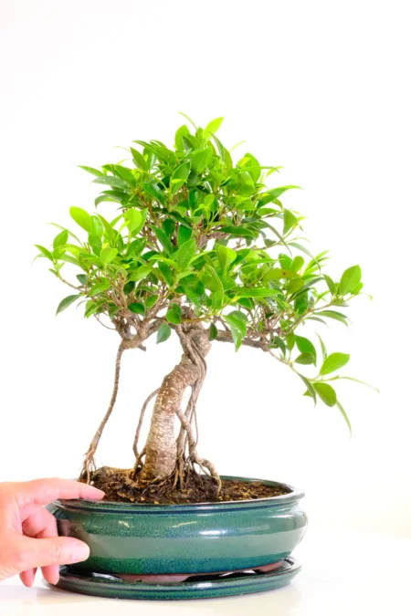 Awesome top quality ficus retusa bonsai for sale