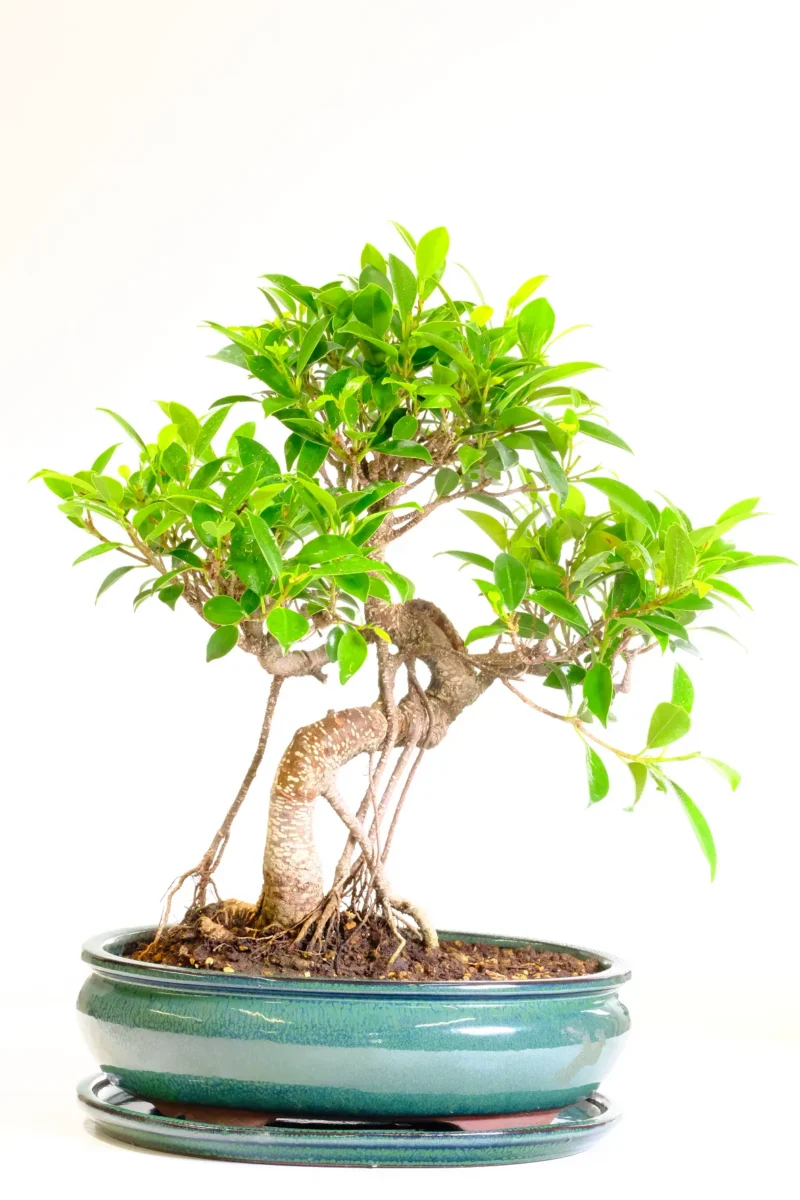 17-Year-Old Ficus Retusa Bonsai Tree | Dramatic Aerial Roots & Beautiful Shari