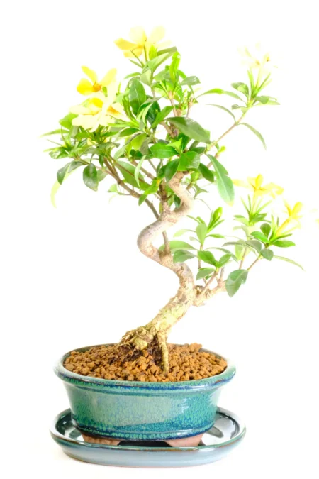 Unique twisty Gardenia bonsai tree