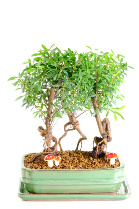Adorable Roseapple / Myrtle indoor bonsai tree forest for sale