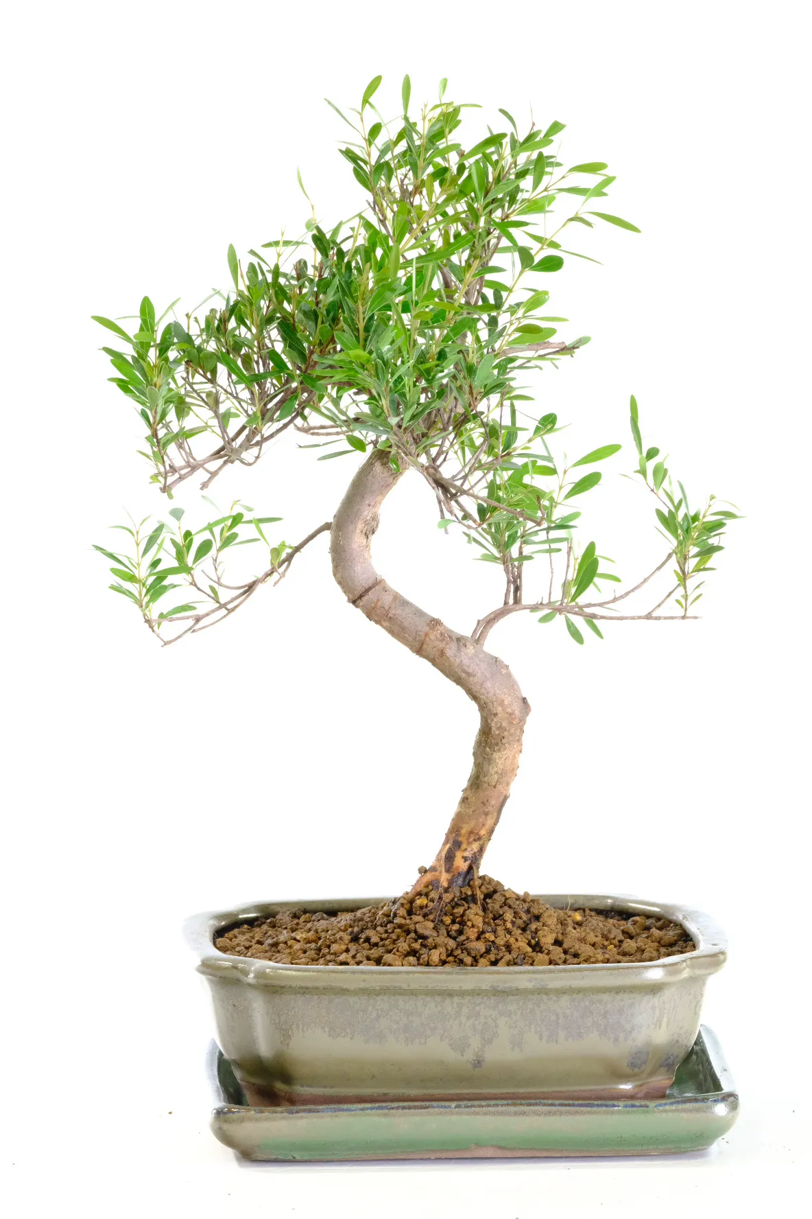 Commonly known as the Myrtle or Roseapple bonsai