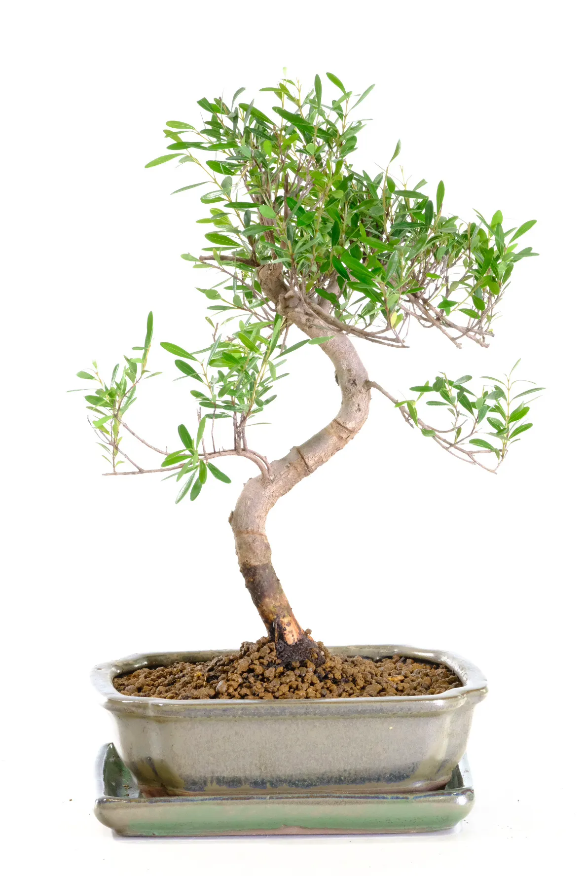 S-shaped Syzygium buxifolium bonsai tree