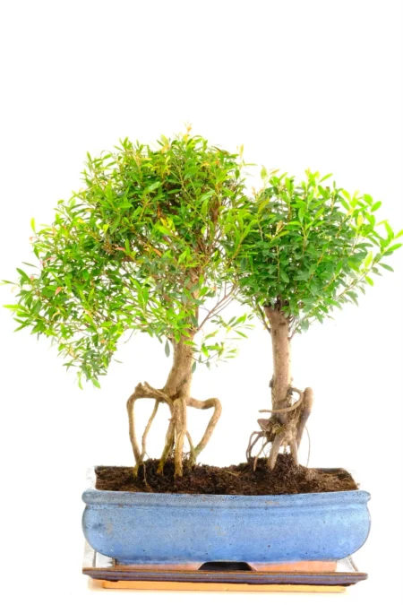 Phenomenal twin Roseapple bonsai tree