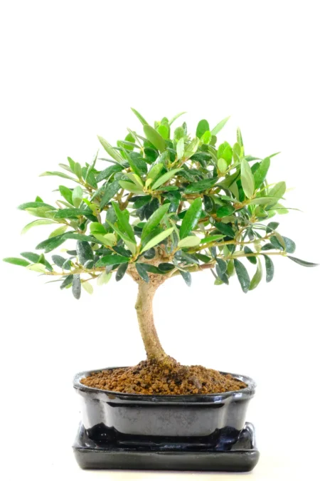 11-Year-Old Olive Bonsai Tree | Miniature Informal Upright in a Black Fluted Ceramic Pot