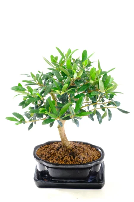 Its compact proportions make it ideal for desks, coffee tables, windowsills and smaller display spaces