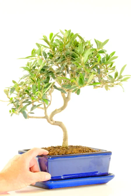 Free fast bonsai tree delivery to most of the UK
