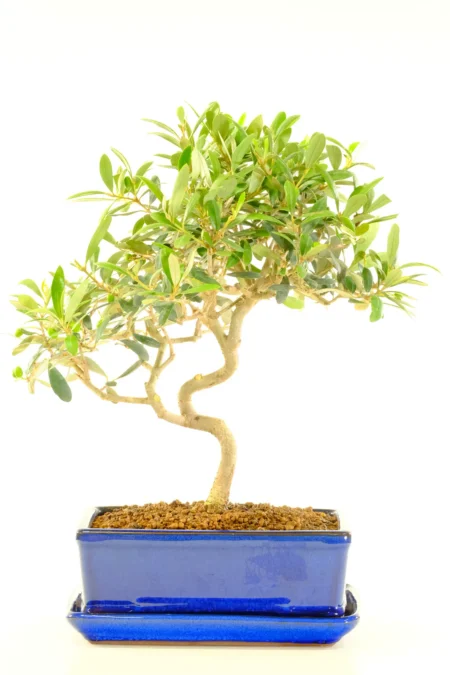 Exquisite Olive Bonsai Plant - Evergreen Silvery Leaves | Memories of Tuscany