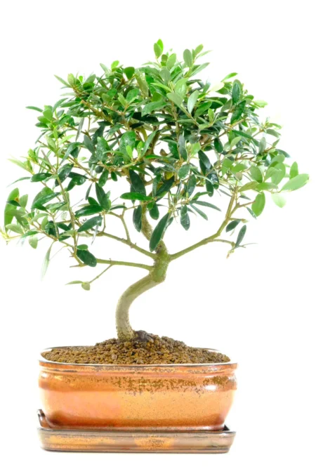 Twisty mediterranean bonsai tree UK