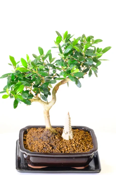 Mediterranean Olive Bonsai Tree – Individually Photographed Olea europaea