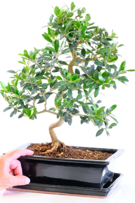 Exceptional Twisting Olive Bonsai Tree | Exceptional Design