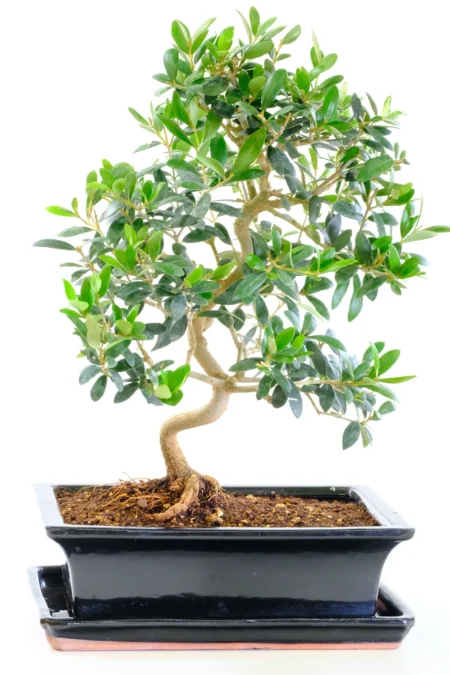Olive Bonsai Tree for Sale | 15-Year-Old Olea europaea with Exceptional Trunk Flow