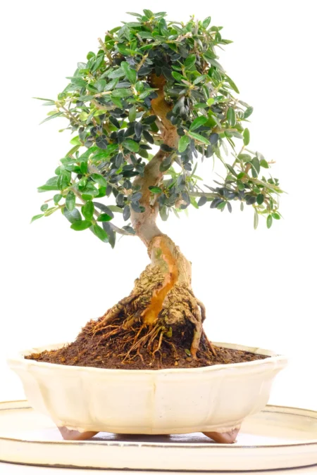 Exceptional Dwarf Miniature Olive Bonsai | Top Quality