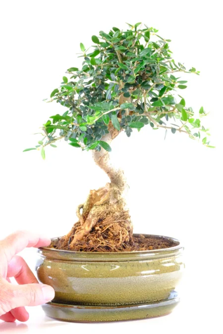 Top quality dwarf Olive bonsai in olive green pot