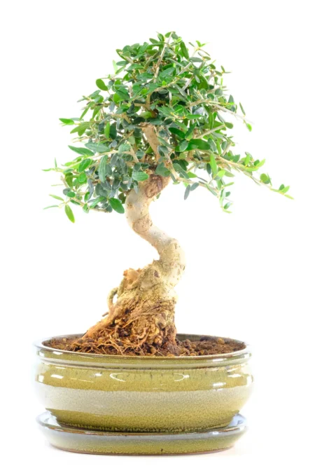 Premium 12-Year-Old Olea europaea sylvestris Olive Bonsai Tree with Outstanding Nebari