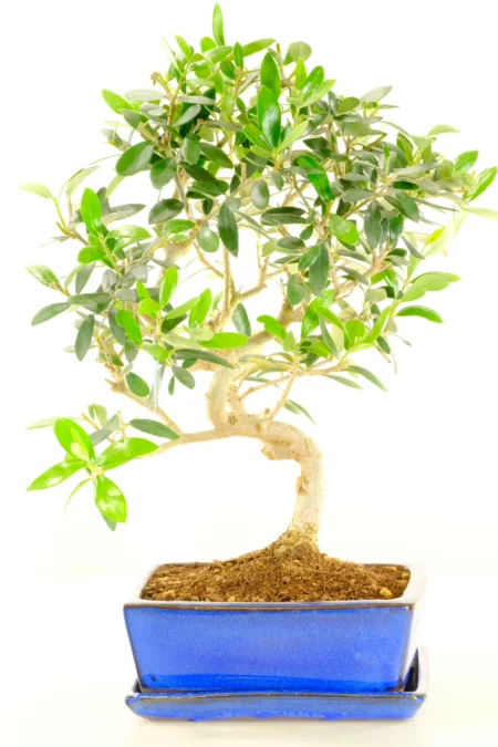 Elegant and Majestic Miniature Olive Bonsai Tree for Sale in Royal Blue Brand New Bonsai Pot