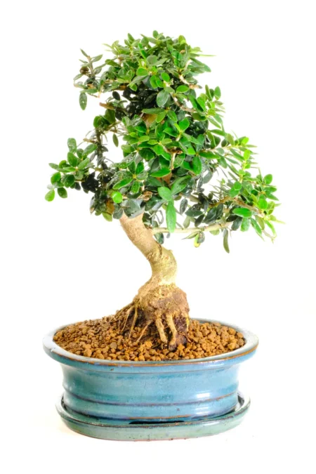 Very pretty miniature Olive bonsai for sale