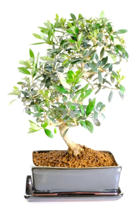 Artistic Olive bonsai tree for sale
