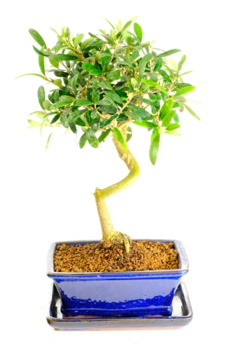 Premium range Olive bonsai tree
