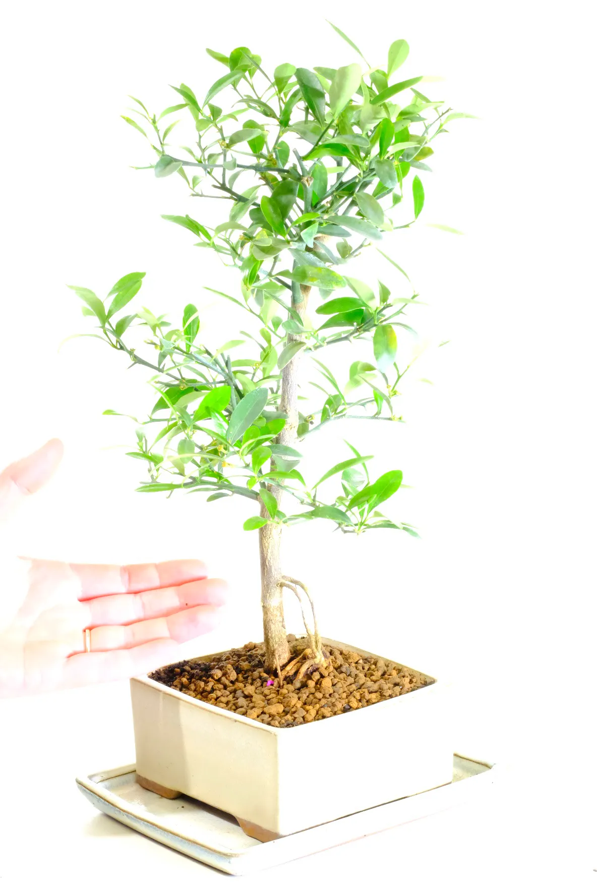 Perfect for a patio or courtyard - protect from cold weather