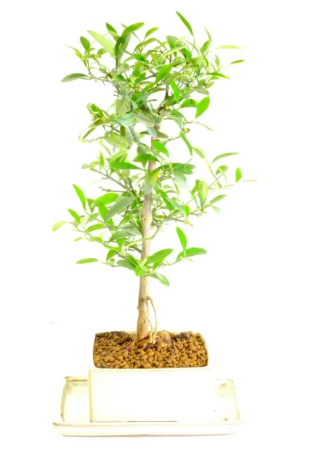 Stunning Mediterranean Orange bonsai tree