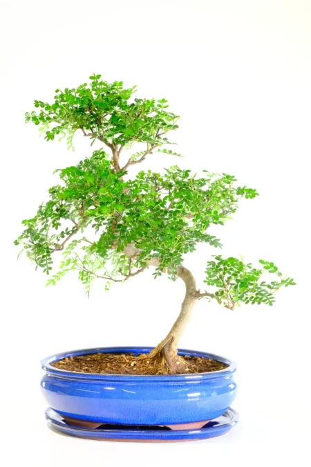 Large Impressive Zanthoxylum Indoor Bonsai Tree | Citrus Scented Leaves & Remarkable Styling