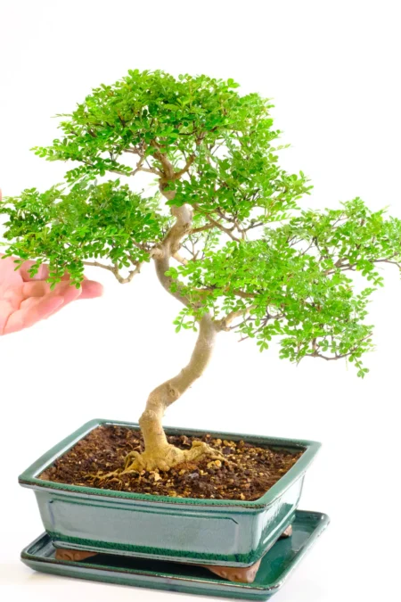 Tall, impressive Zanthoxylum bonsai for sale in new green pot