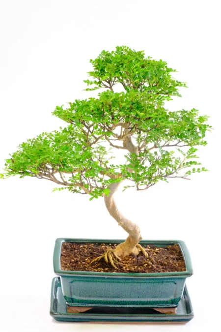 18-Year-Old Pepper Tree Bonsai | Fresh Citrus-Scented Leaves & Elegant Styling