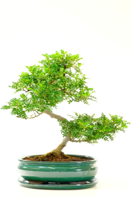 Scented Bonsai Tree | 15 Year Old Zanthoxylum Indoor Bonsai