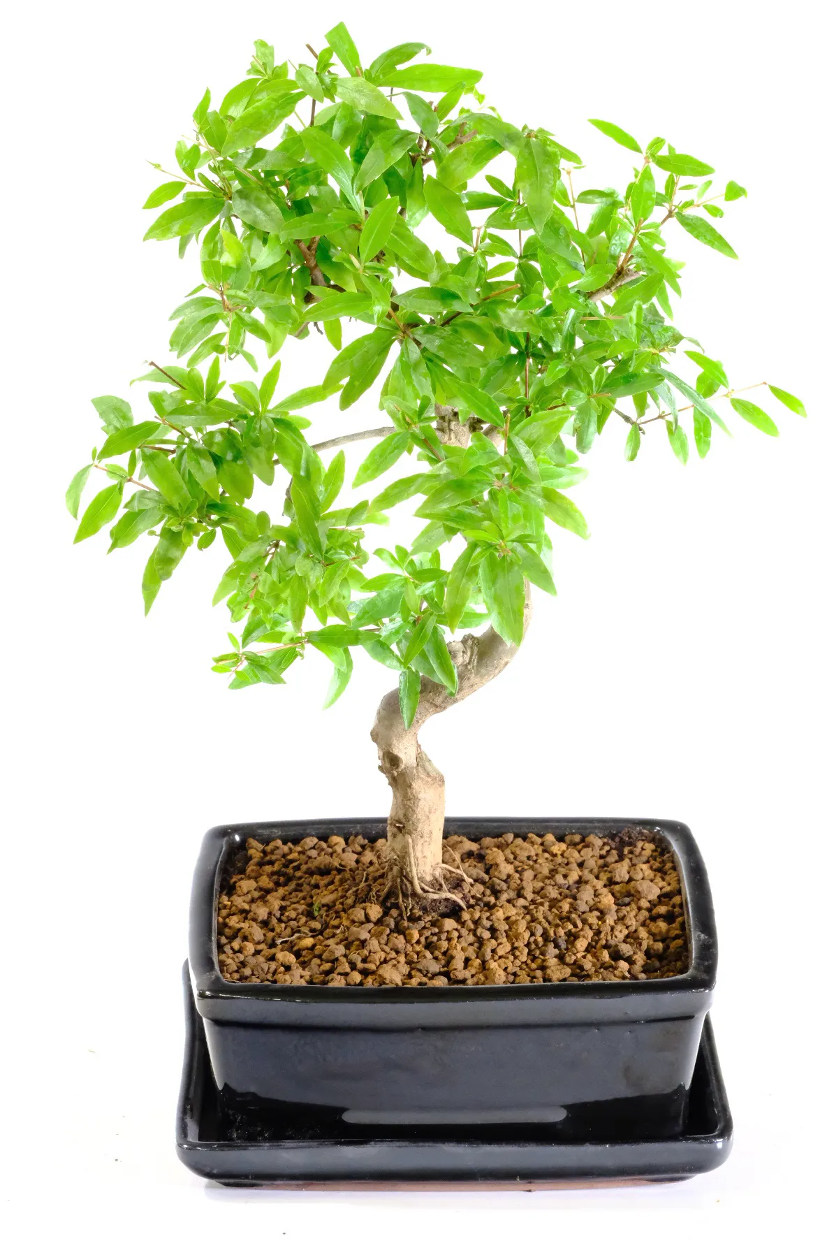 Comes with a complimentary black bonsai drip tray