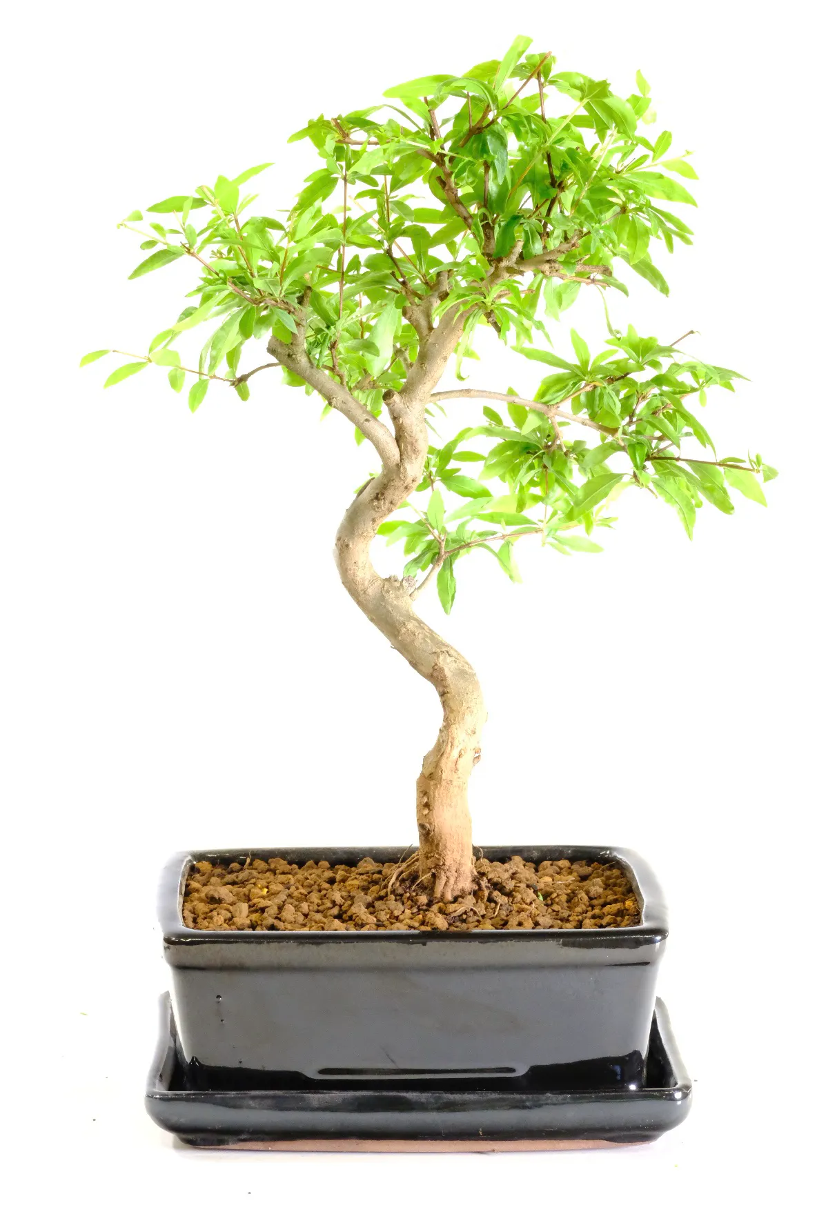 Mediterranean fruiting pomegranate bonsai tree UK