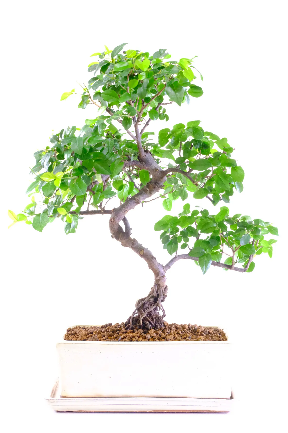 Sageretia Bonsai Tree – Chinese Sweet Plum with Character and Charm