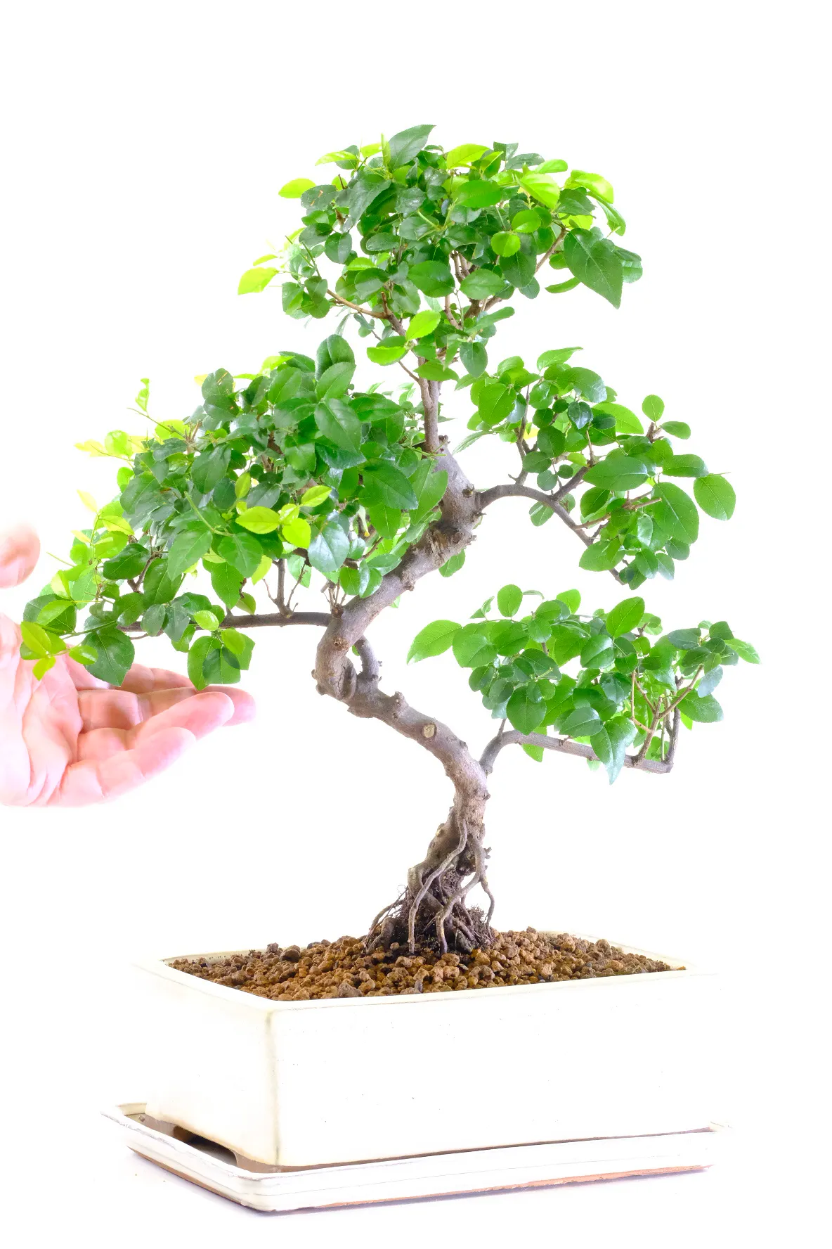 Vibrant Chinese Sweet Plum Bonsai - Lush Larger Twisting Style Bonsai