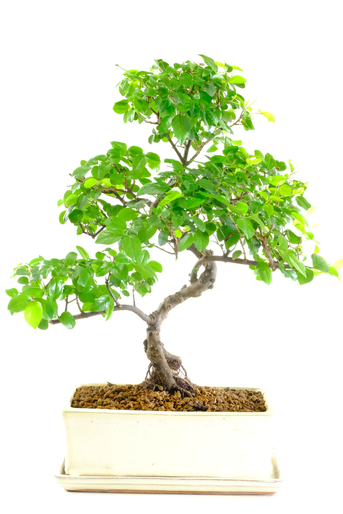 Beautiful 14 year old Sageretia bonsai tree for sale in cream glazed bonsai pot