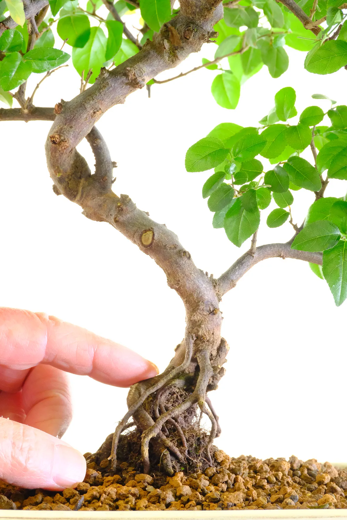 Close up image of the trunk & roots - Individually photographed