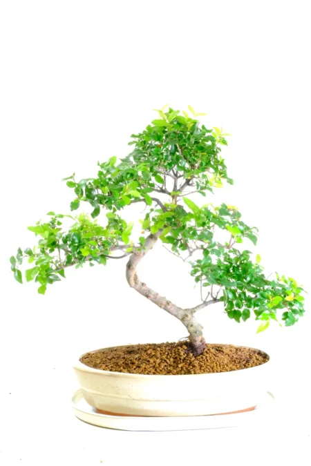Stunning Premium Range indoor bonsai tree UK
