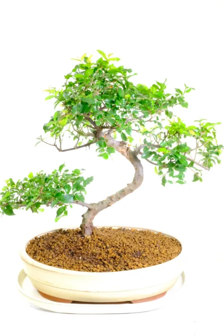Fruiting Chinese Sweet Plum indoor bonsai tree