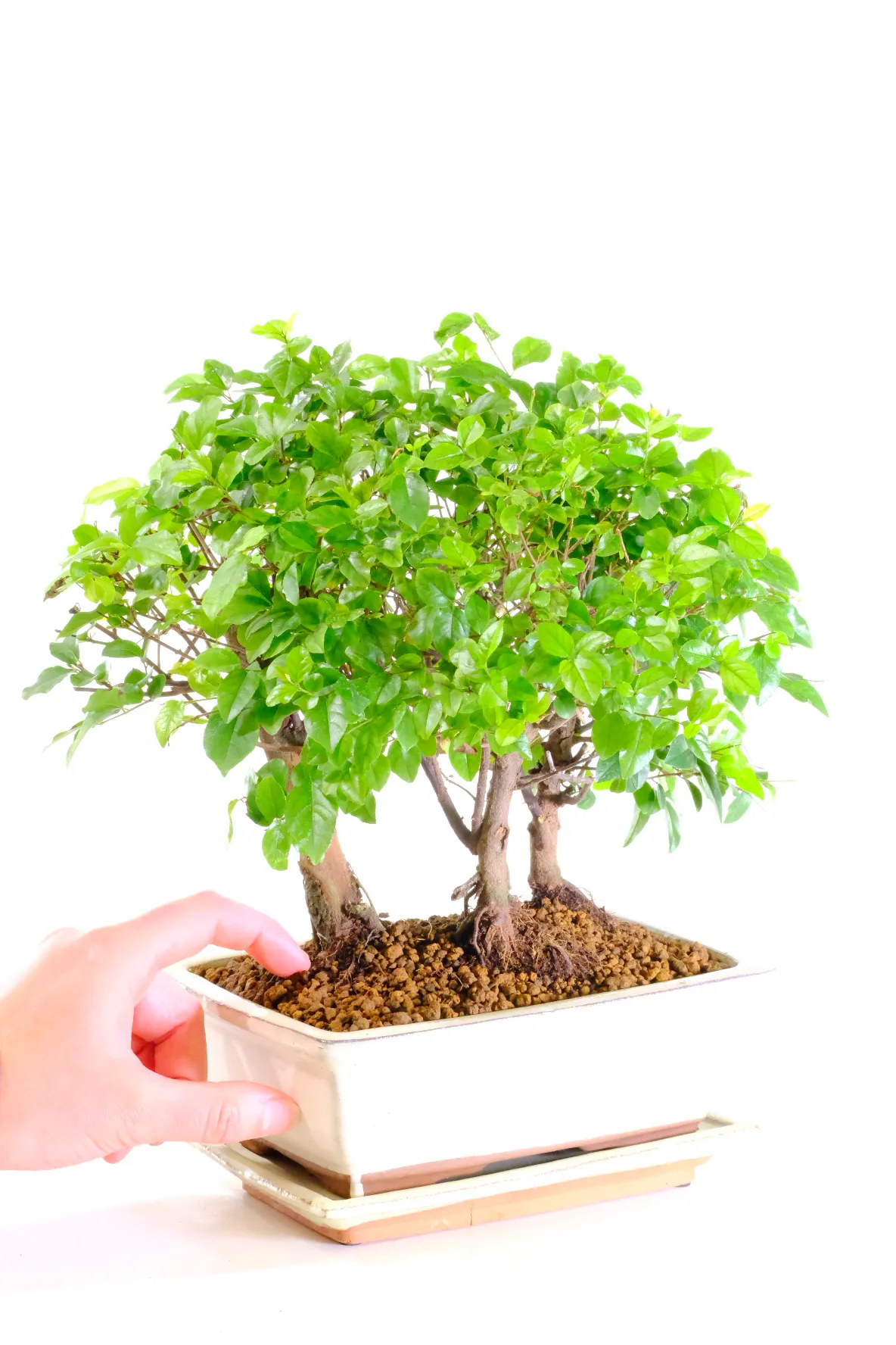 Makes a perfect sustainable green gift