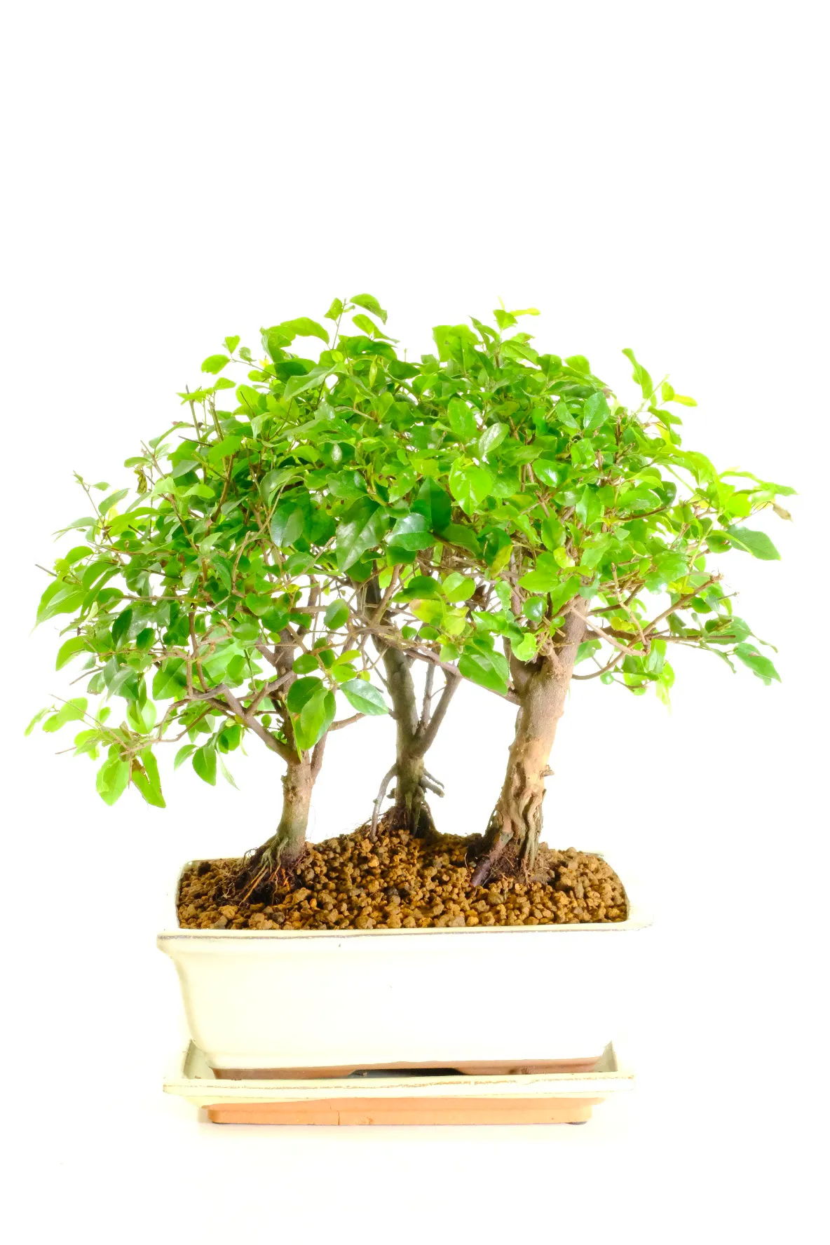 New foliage grows with a red hint