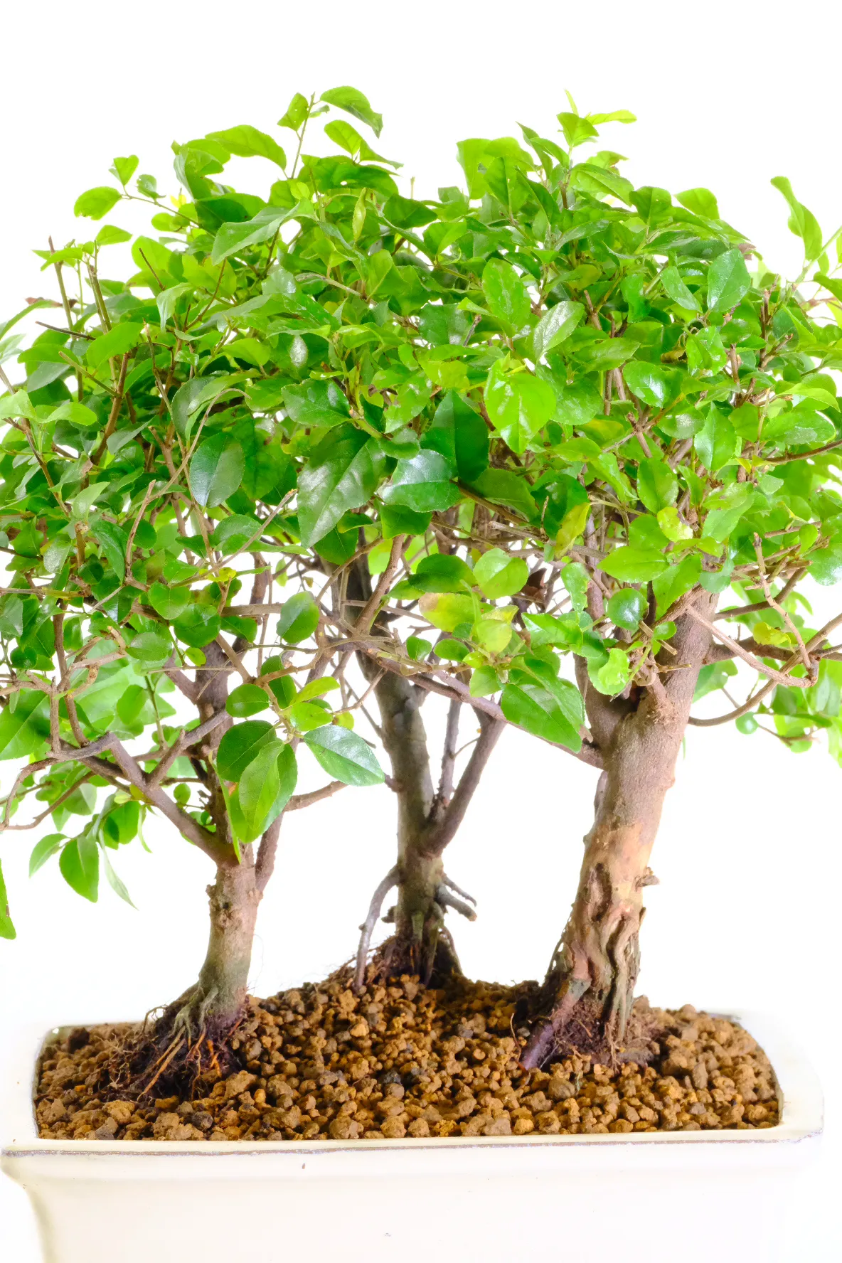 Three Chinese Sweet Plums bonsai - grows fruits during summer months