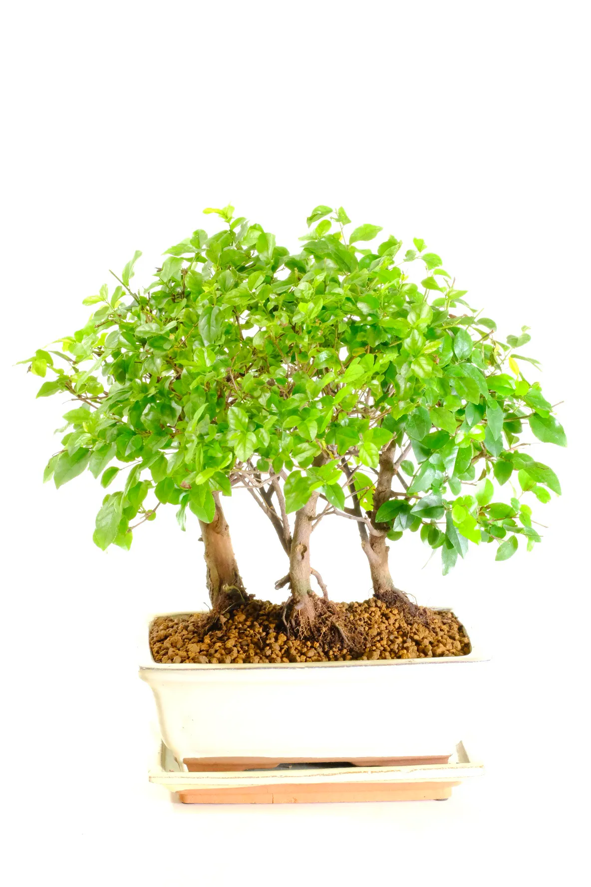 Very pretty indoor Sageretia theezans bonsai tree