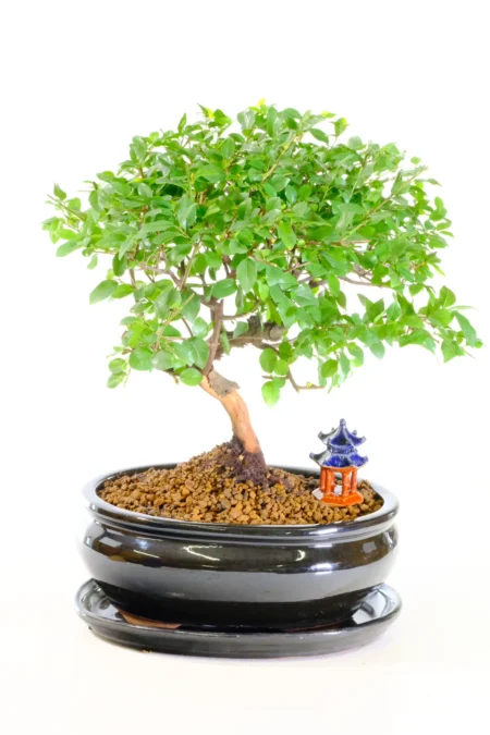 Amazing woodland style indoor bonsai tree