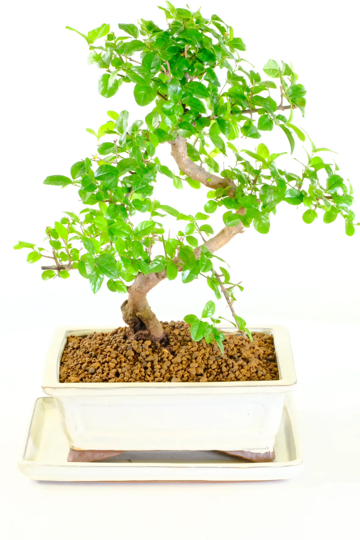 Potted into a cream rectangular bonsai pot