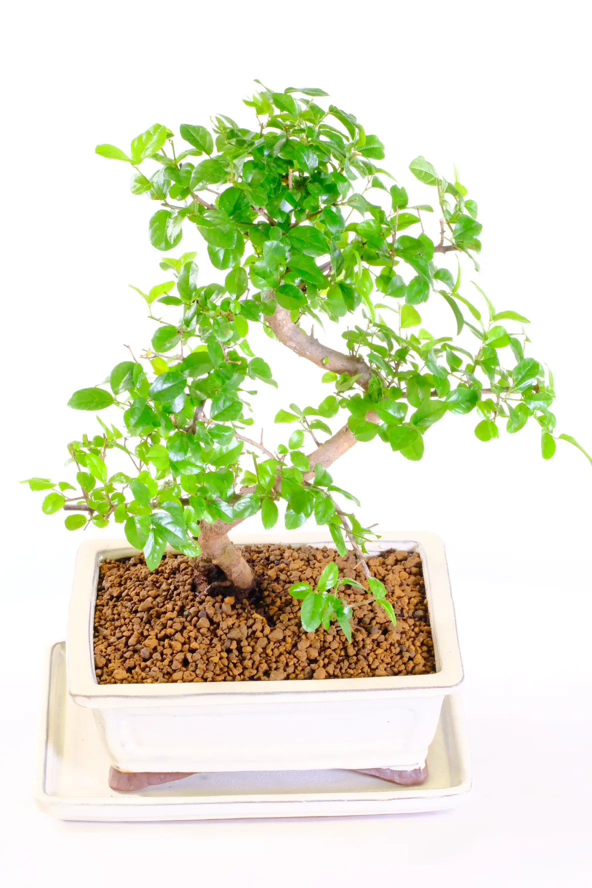 Lovely fresh green leaves with red tips